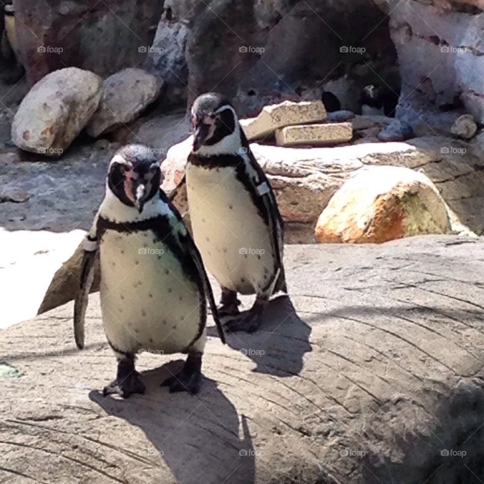 Penguins 