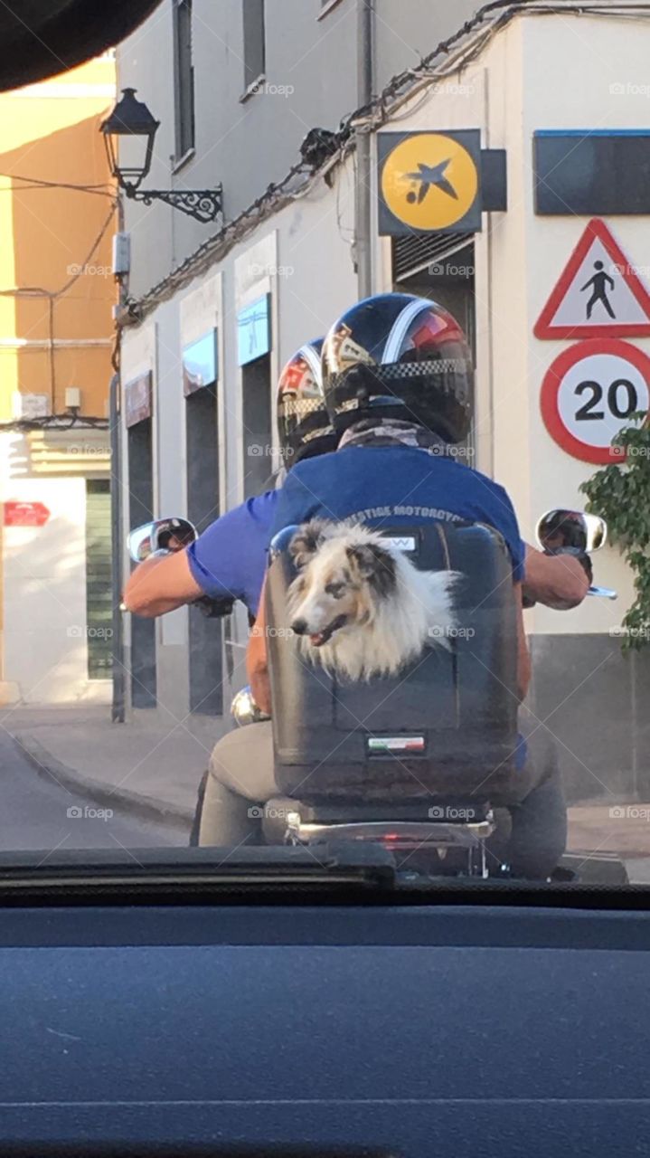 Excursión perro moto