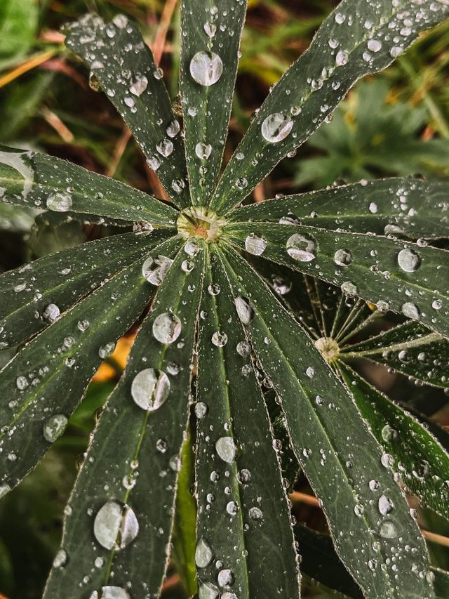 Raindrops on the grass