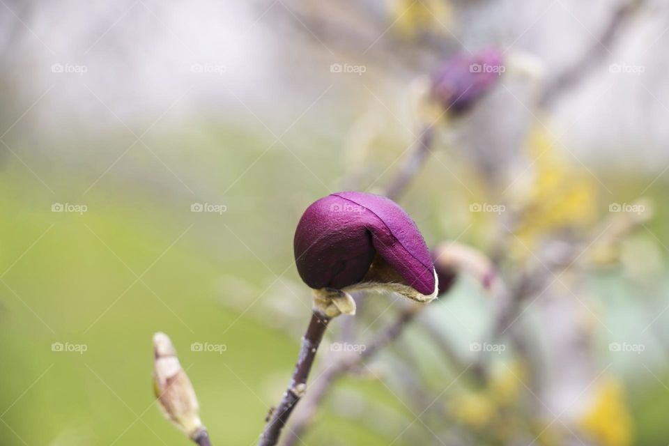 Magnolia bud