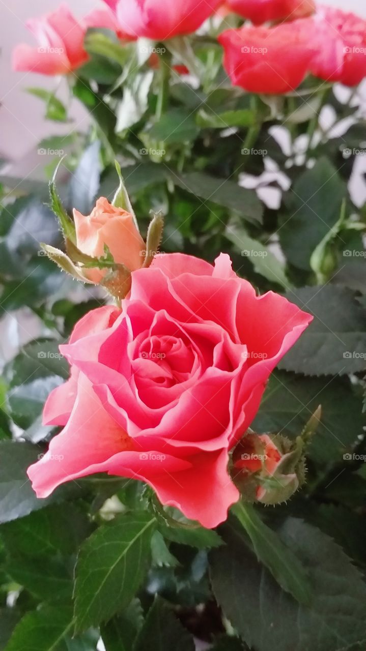 Rose for Valentine Day