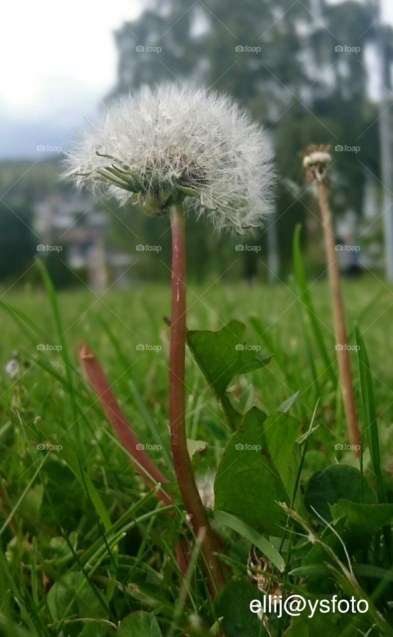 Fly seed fly . summer