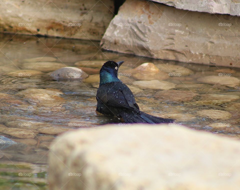 Common grackle on the water
