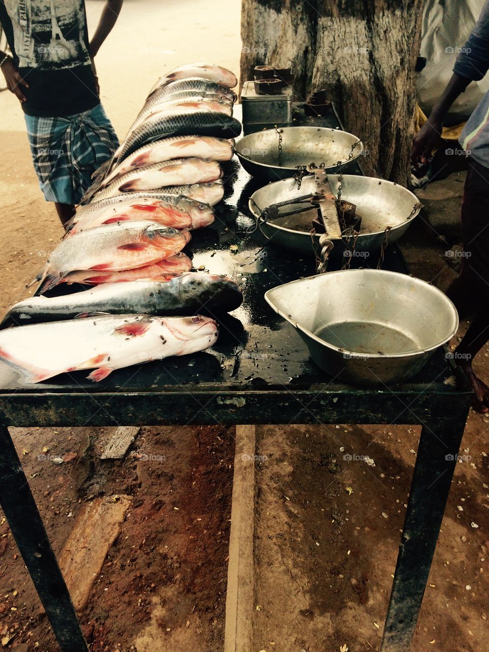 Fish for sale in market