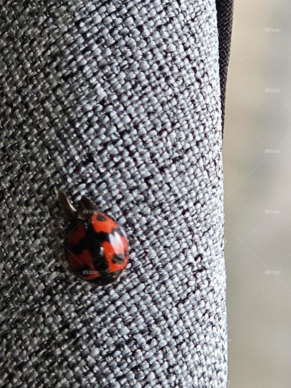 A ladybug visitor