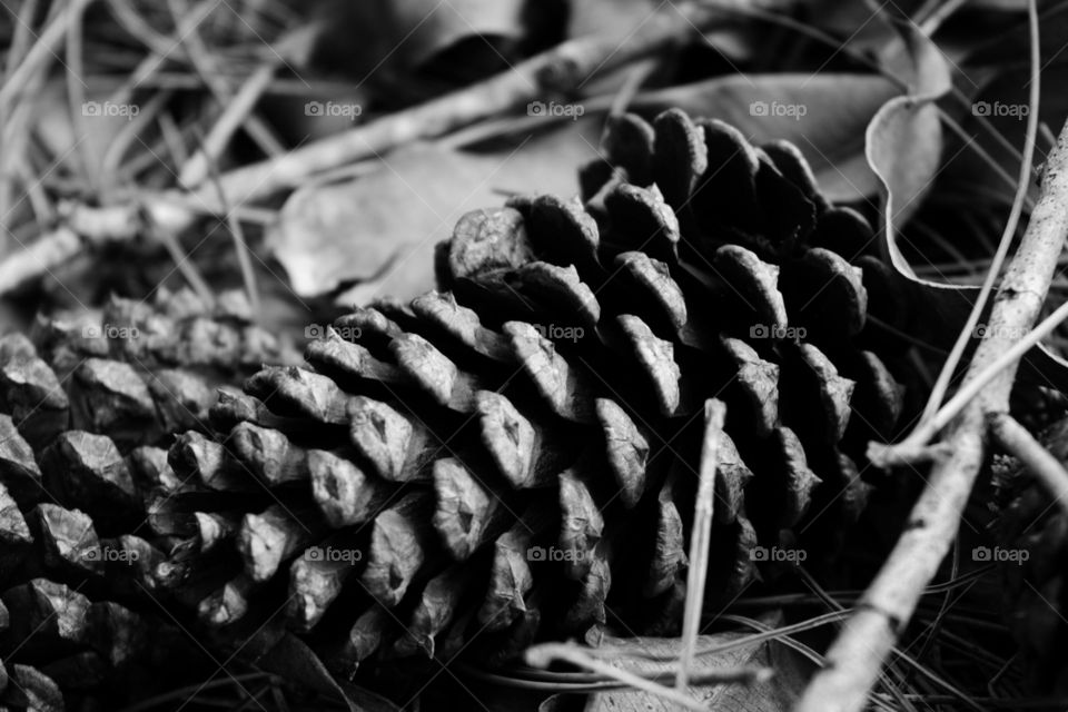 Pinha - Pine Cone