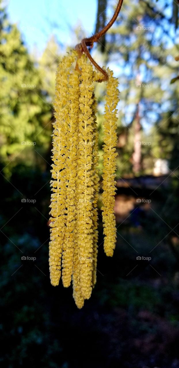 catkins
