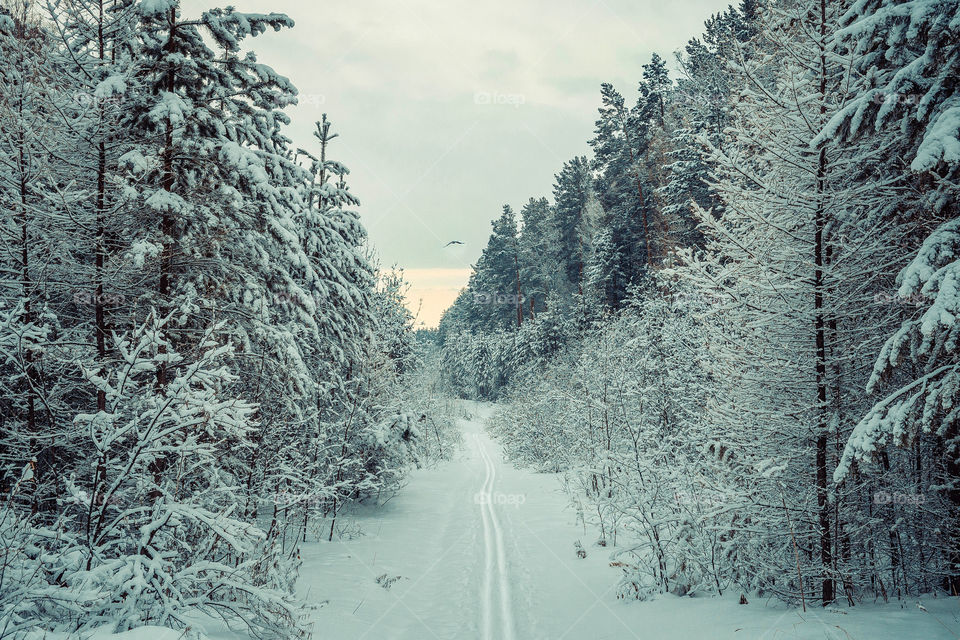 Skiing track in forest