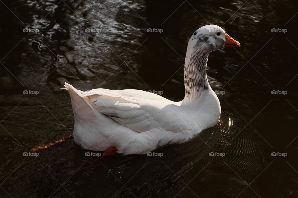 A beautiful view of a single goose swimming in a city lake in a park on a summer evening day, close-up side view.