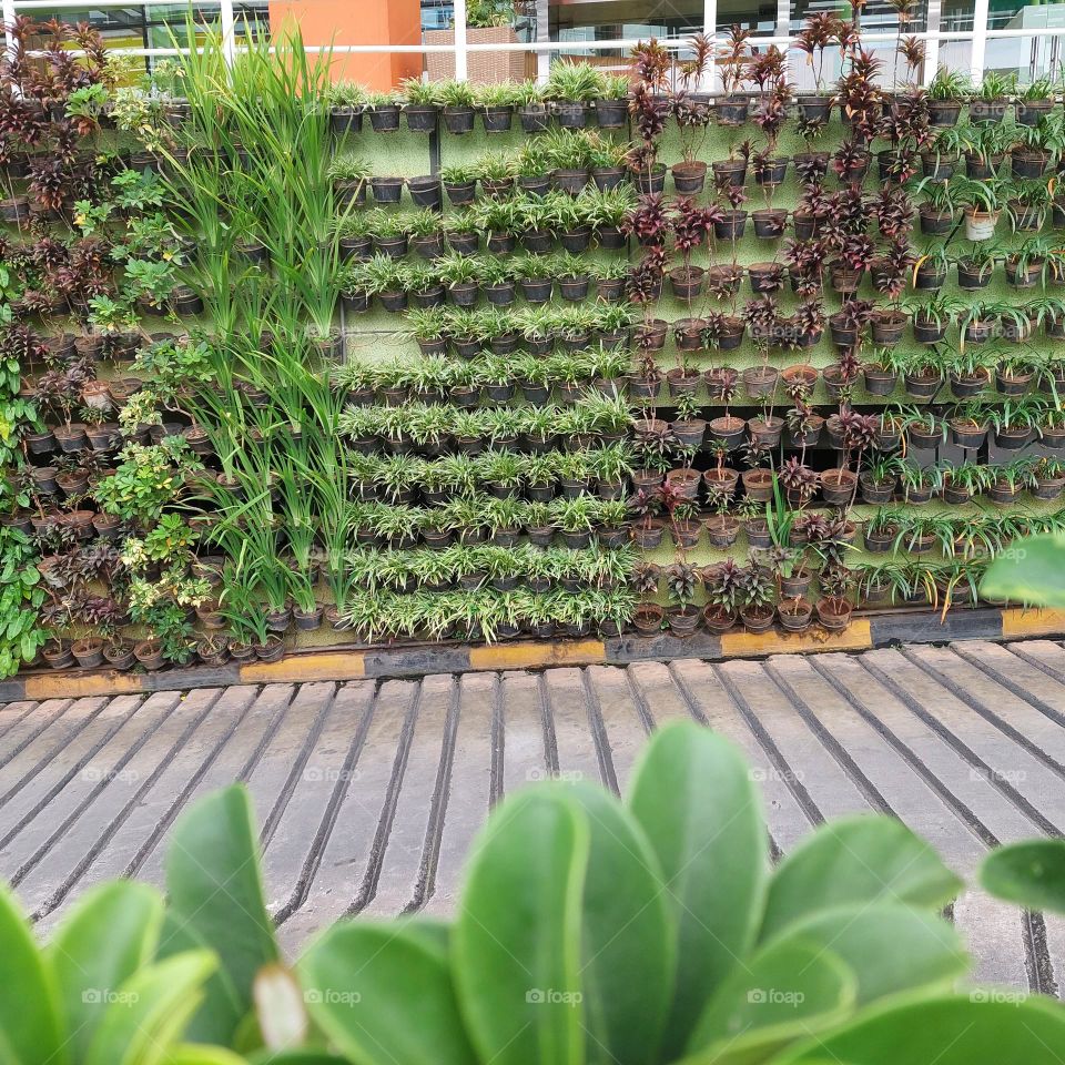 wall-mounted plants placed in small pots
