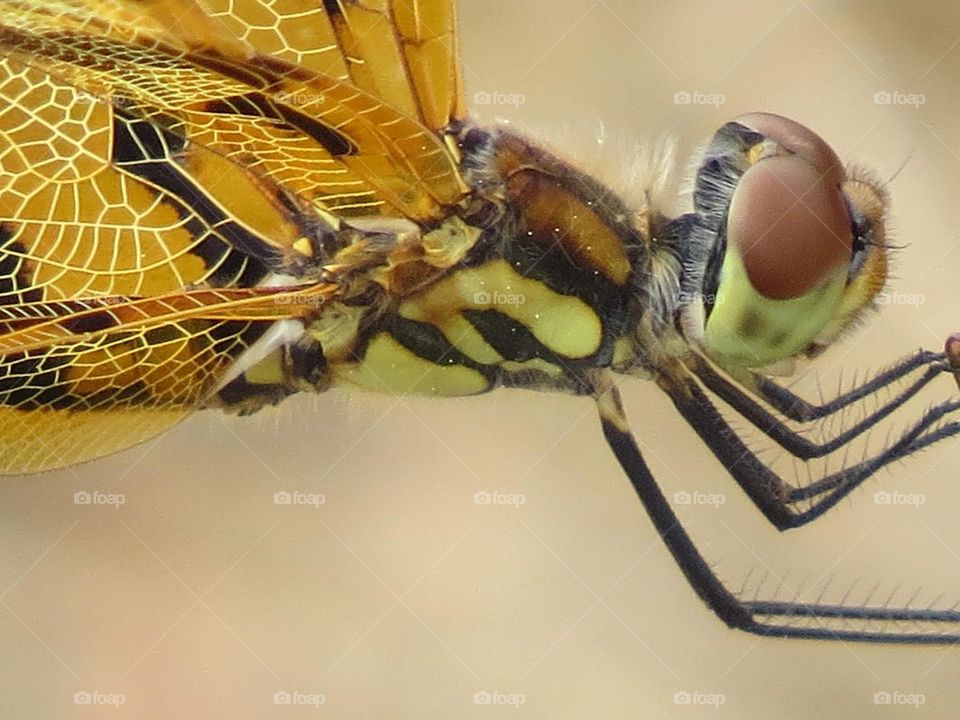 Dragonfly enjoying summer in Buffalo, NY