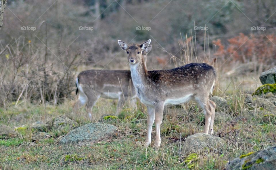 Deer in forest, Sweden