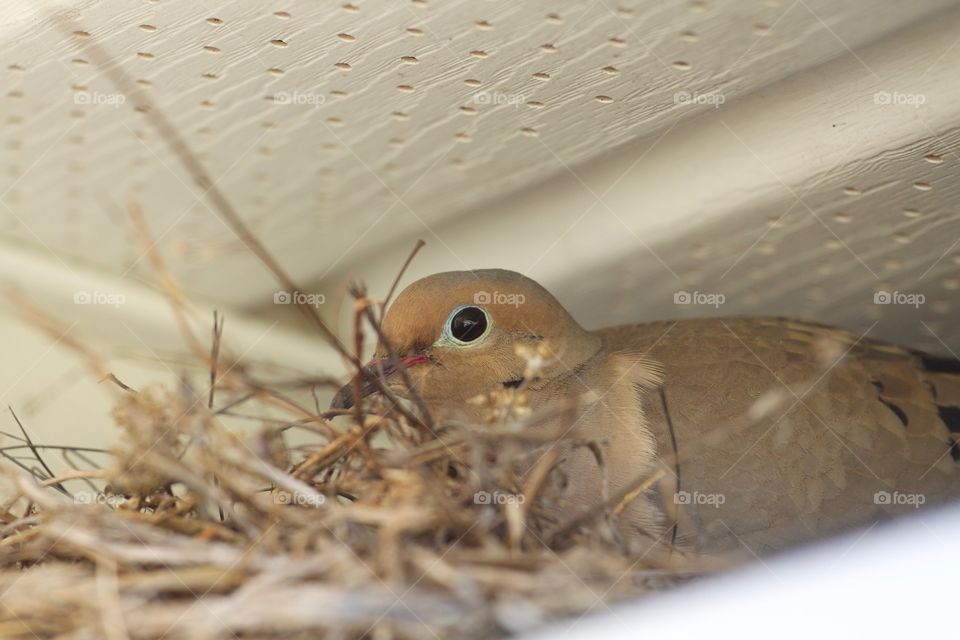 Mourning Dove 