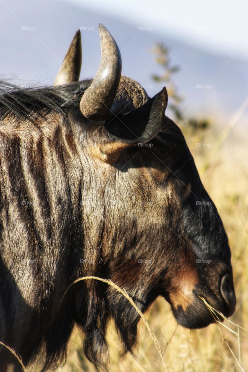 Wildebeest, not the smartest animal but they have their moments like this.