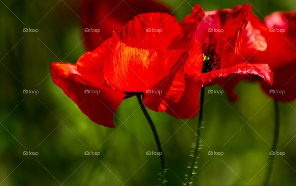 Red poppies on blurred green grass background 