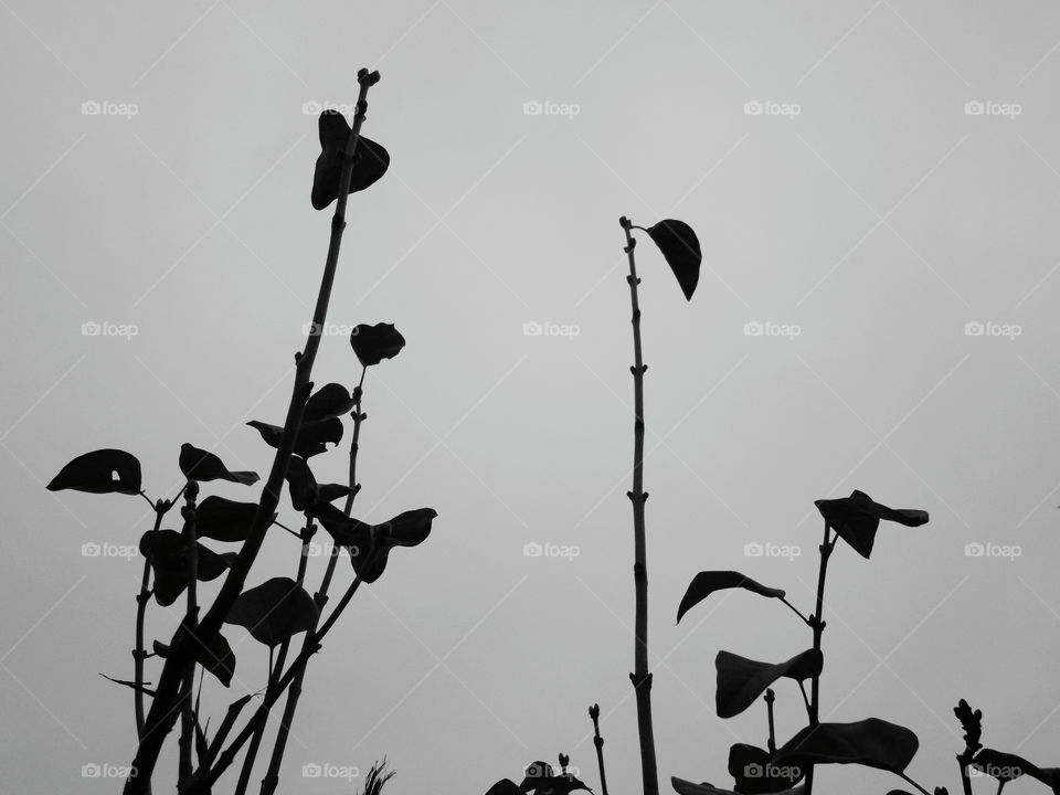 branches of bushes against the sky