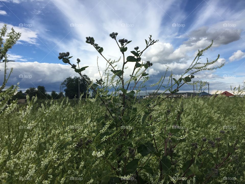 Plant and clouds