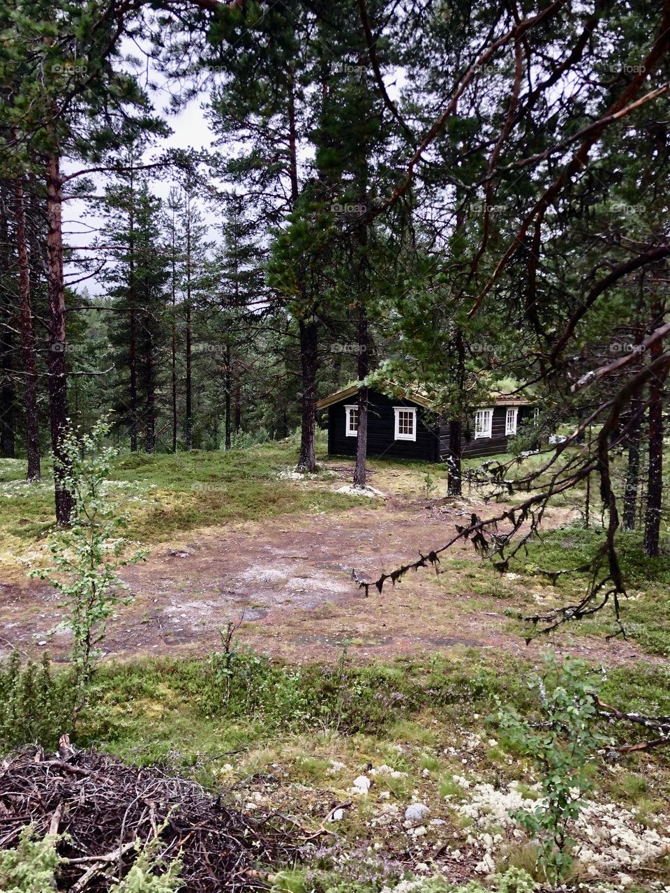 Log cabin in evergreen forest Norway 