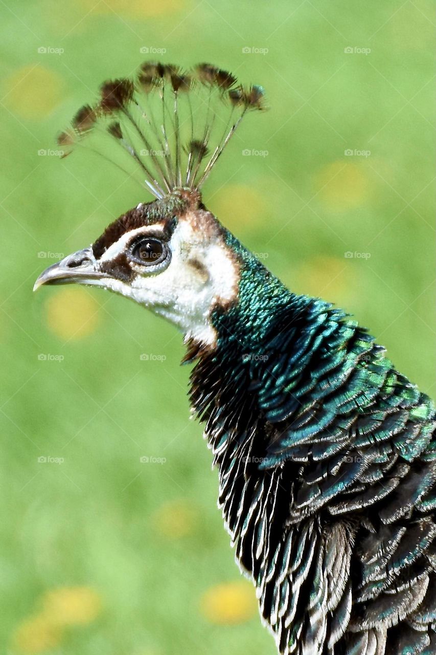 Peacock head and neck closeup with feathers ruffled