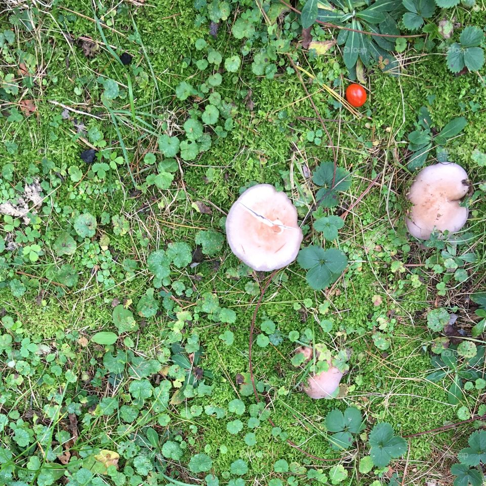 Garden floor covered with ground cover, mushrooms & a red grape tomato 🍅!
