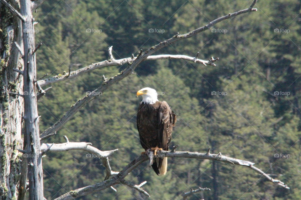 Bald eagle sitting observing 