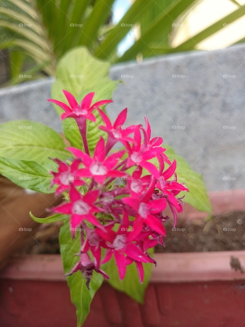 flower