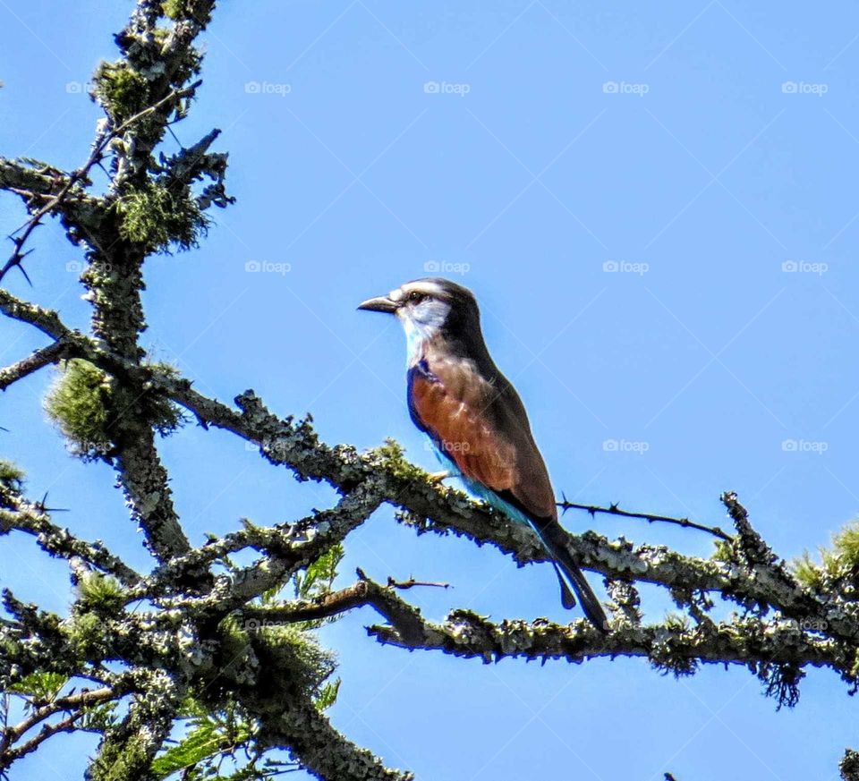 Bird, Wildlife, Nature, Tree, Animal