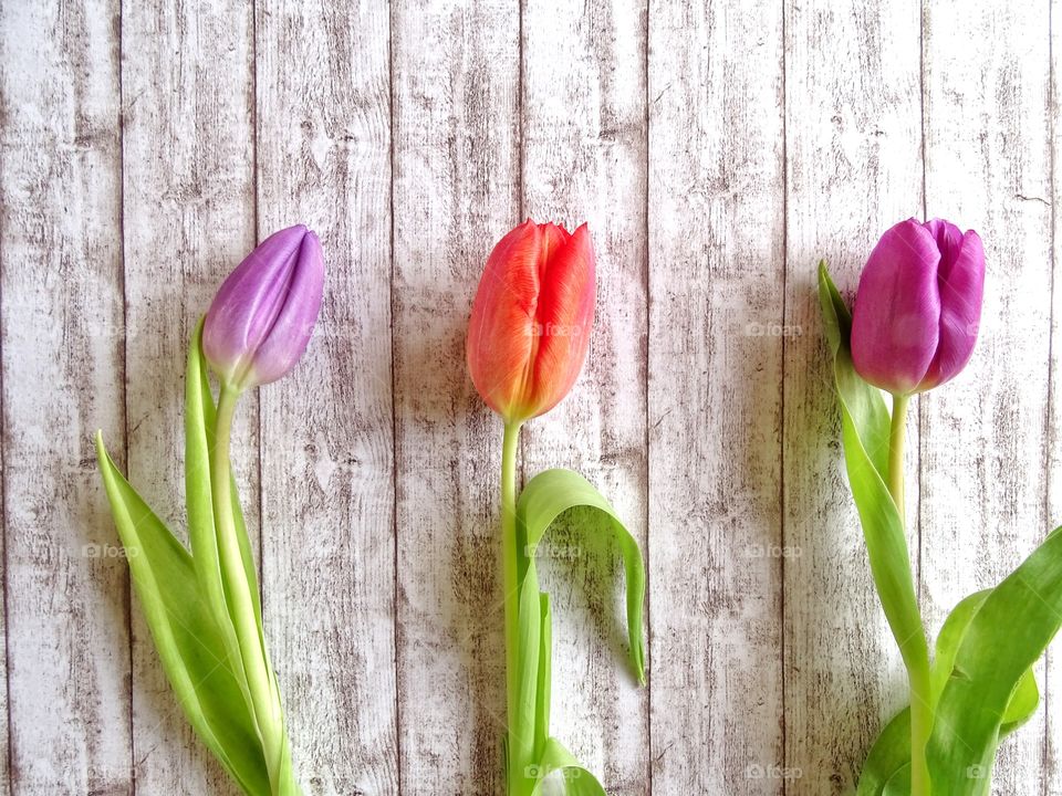 Three tulips