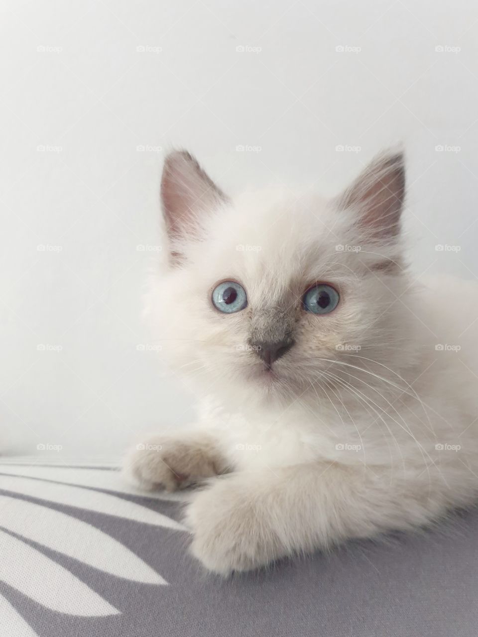 white kitty