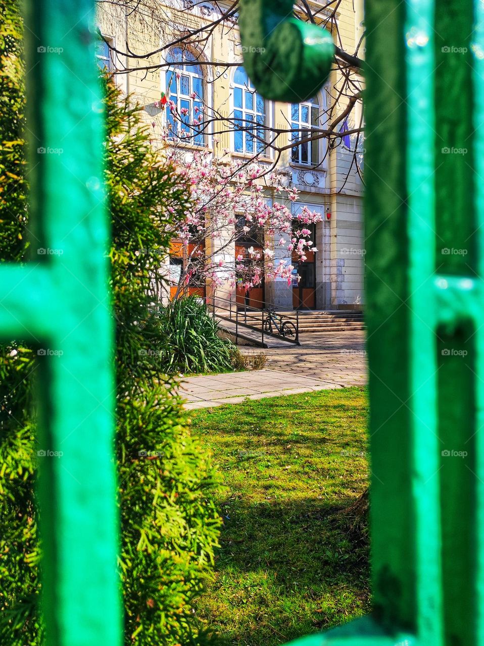 A beautiful photo of a magnolia tree with half opened pink and white flowers in the school yard of a bulgarian school captured trough the green fencing