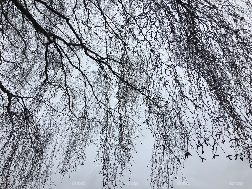 View of tree brunches against sky