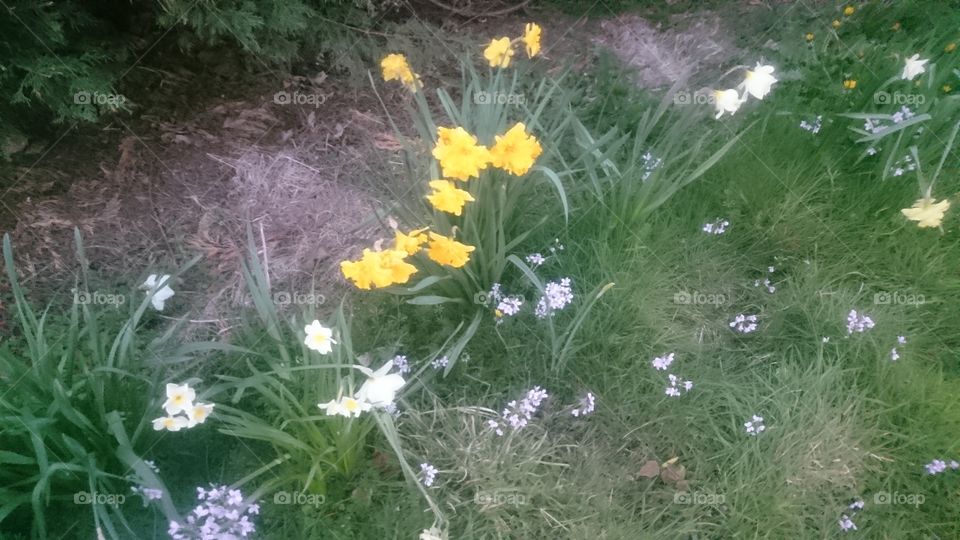 Found these flowers on my wee adventure tonight on April 19th 2019