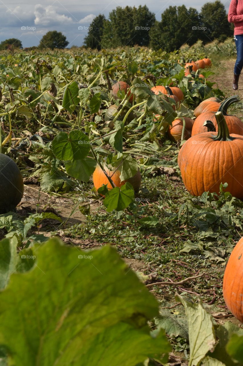 Pumpkin patch