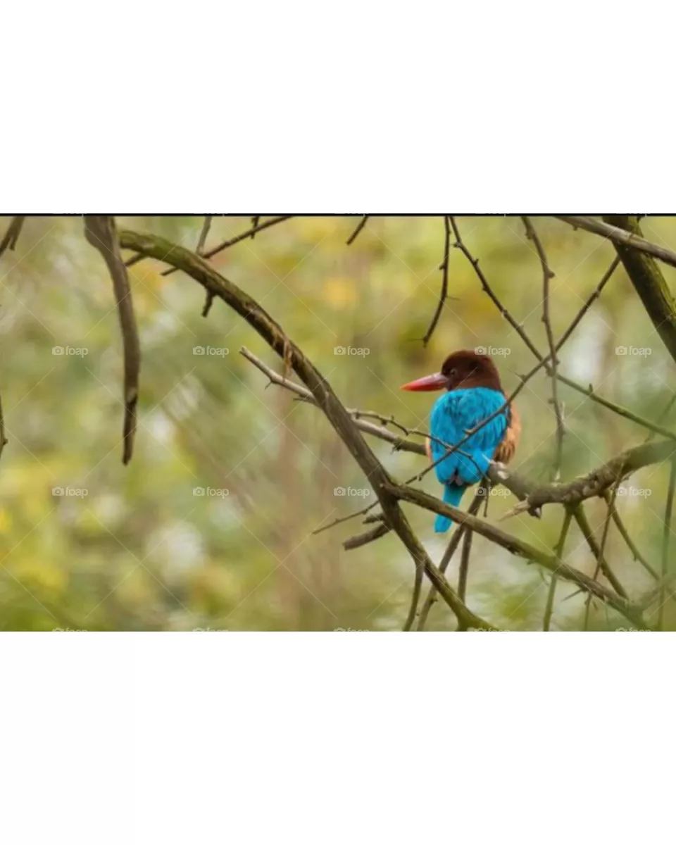 The bird
