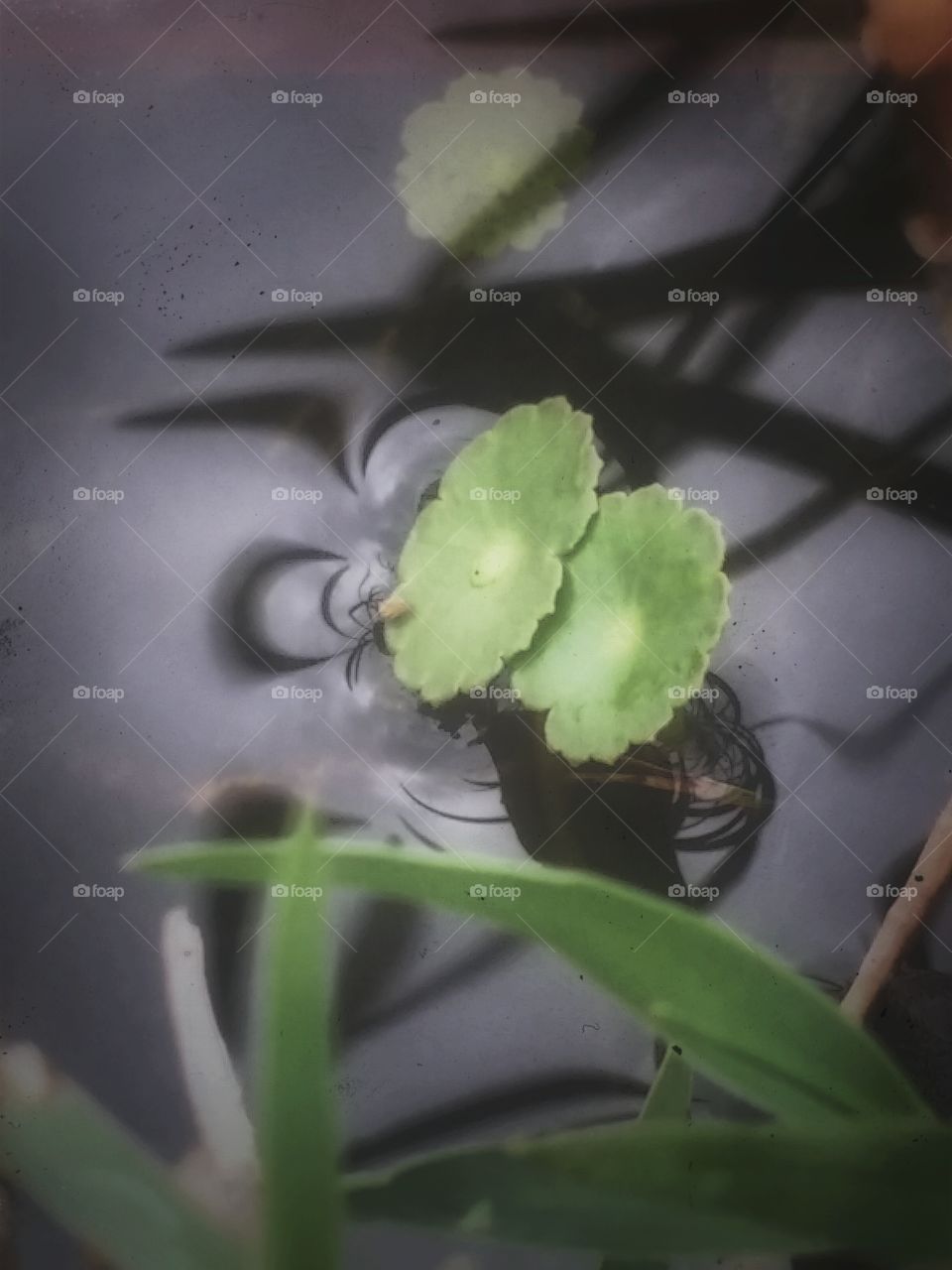 Water plants