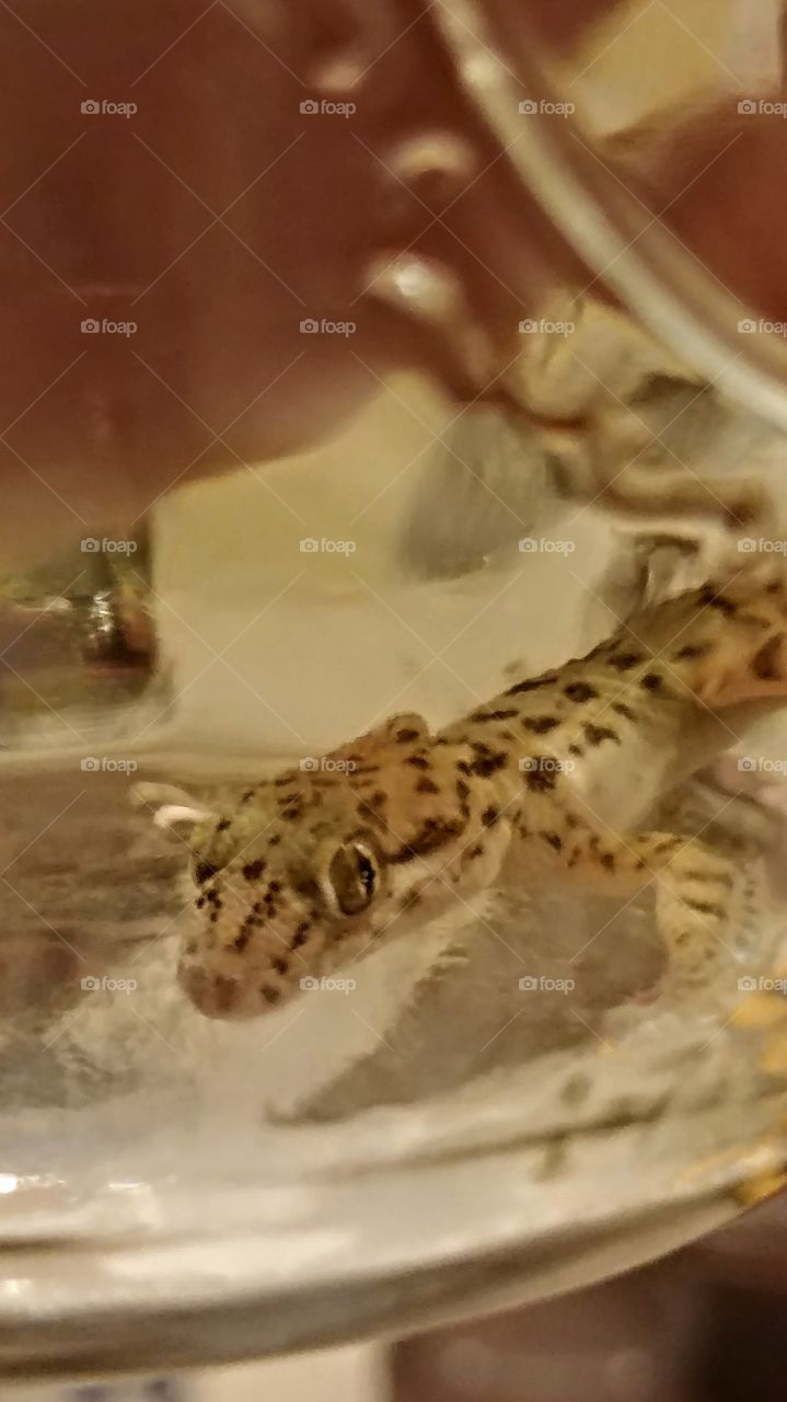 Gecko in glass