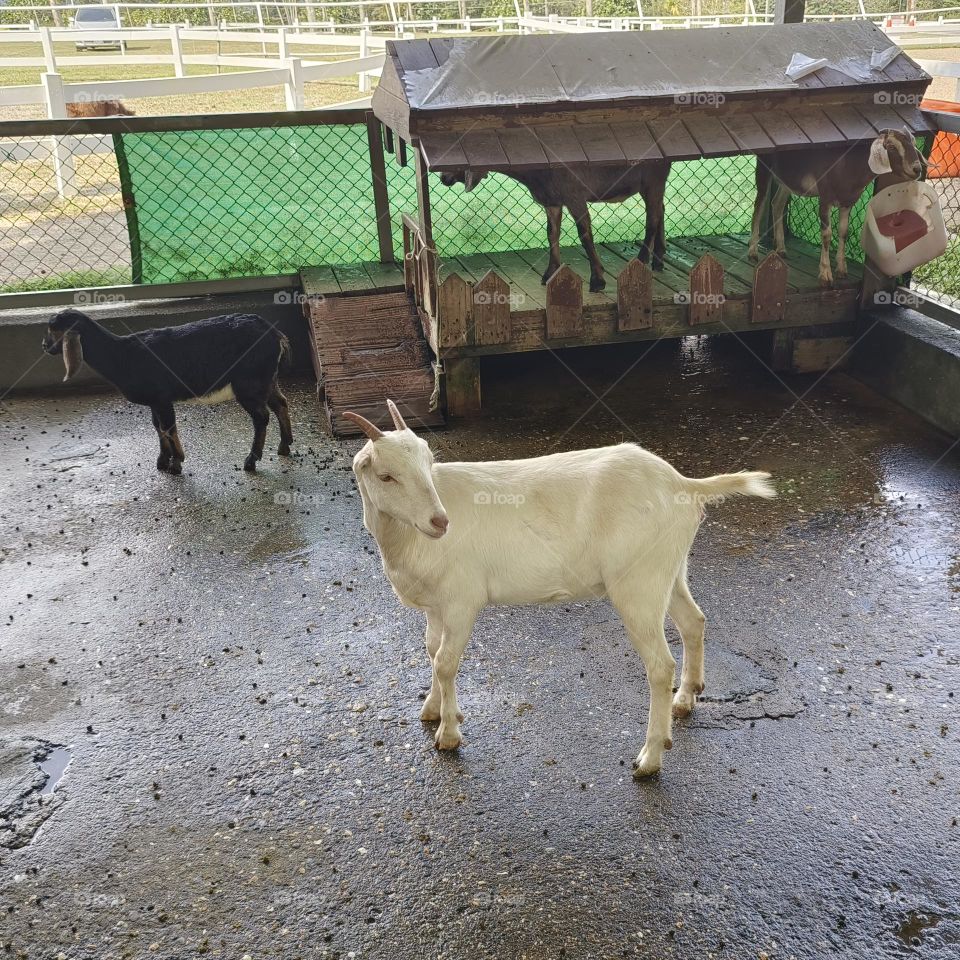 White sheep and black sheep in Chulu Ranch