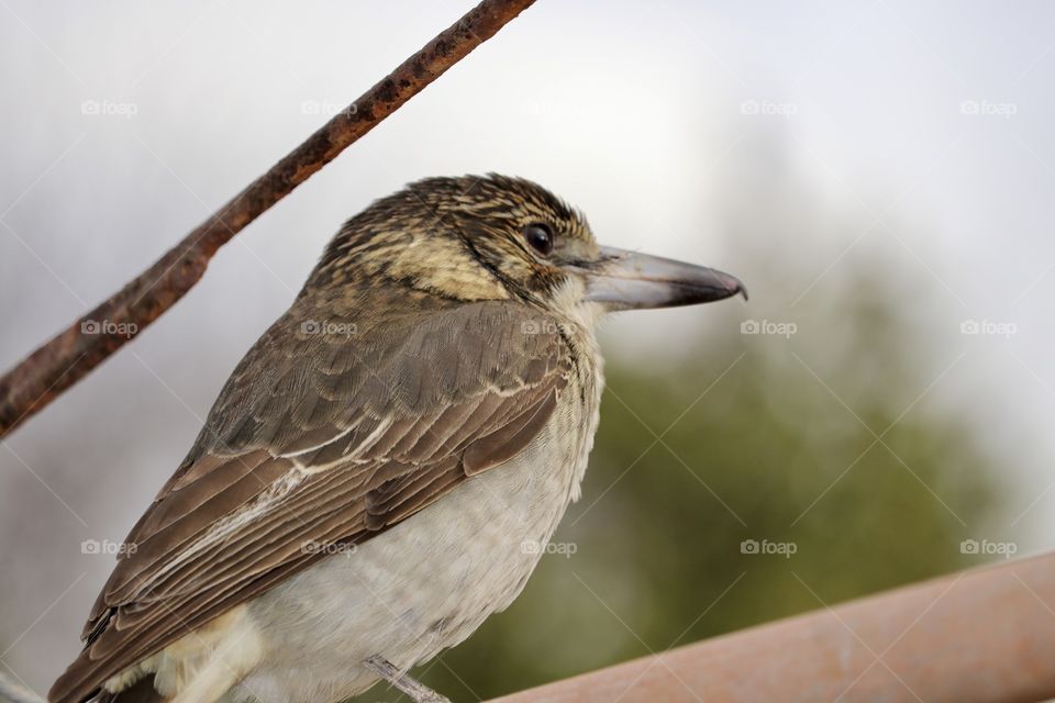 Butcher Bird, south Australia perched on a pole 