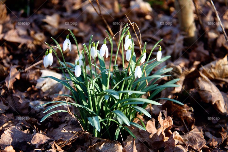 Snowdrops 