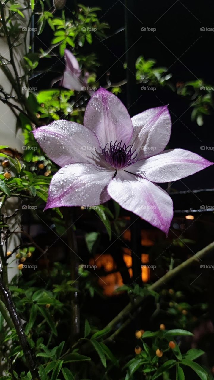 Clematis in autumn