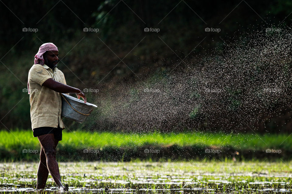 A meaningful story of the farmer who sprays urea to his Ground