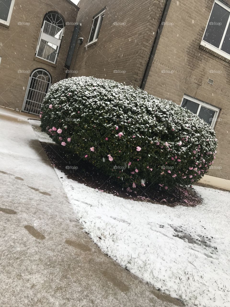 Snow on a flower bush!