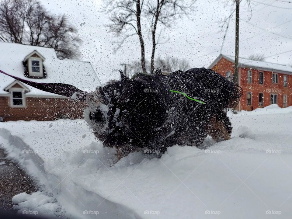 Shaking off the Snow