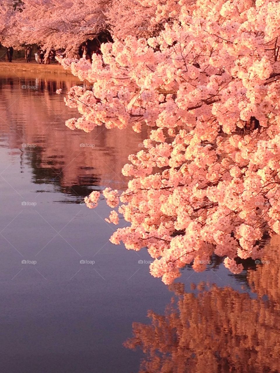 Cherry blossoms 2014 2