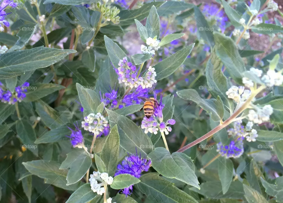Bee