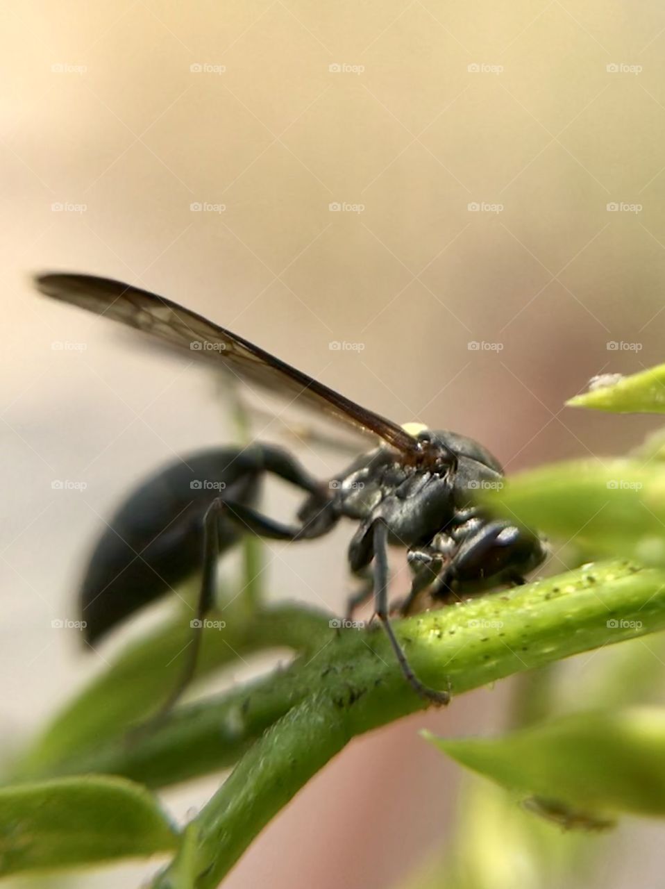 Shy wasp | Photo with iPhone 7 + Macro lens.