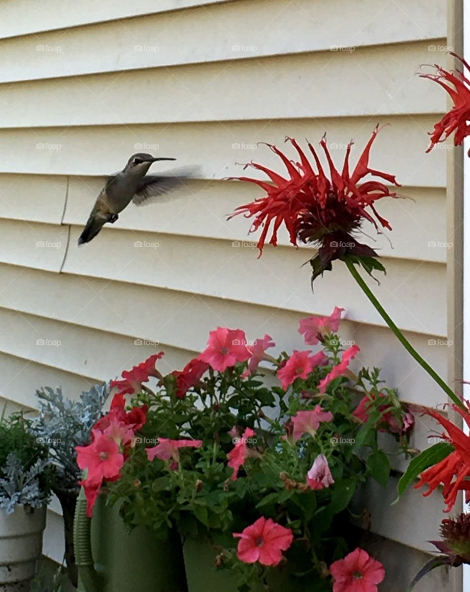 Humming bird with red flower.