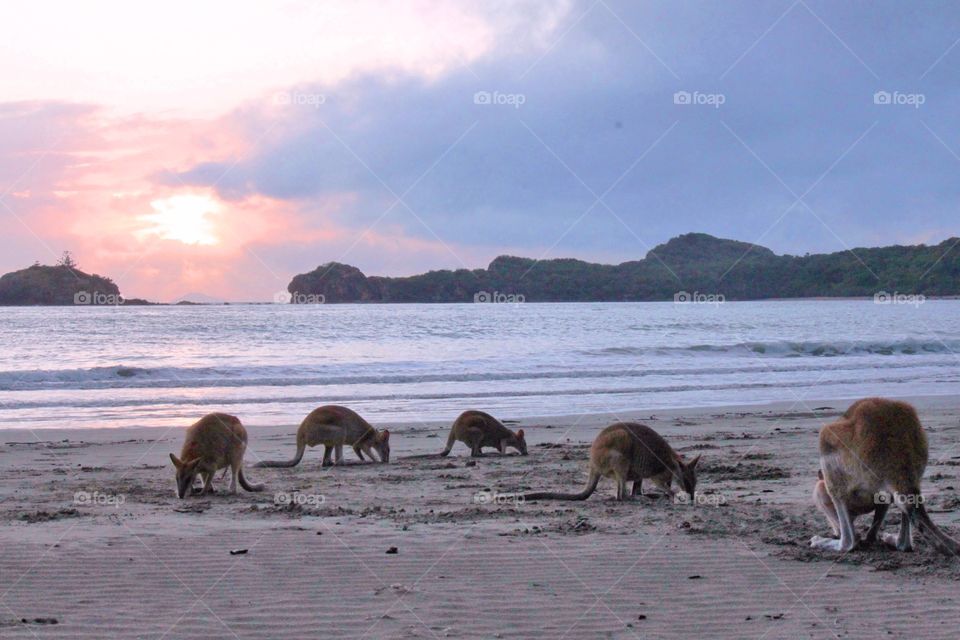 Kangaroos near the beach