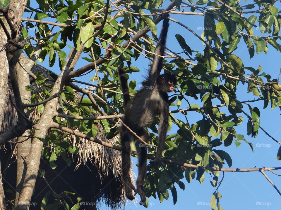 Mexican curious monkey 
