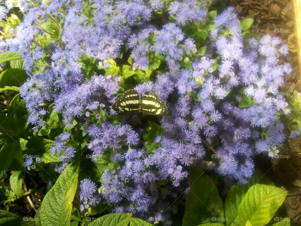 A Breath Taken for Beauty. butterflies in DC